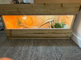 Baby bearded dragon + 3ft viv