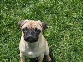 KC female pug