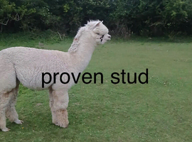 Male alpacas