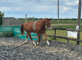 Project Gelding for sale