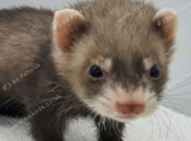 Two polecat ferret femal