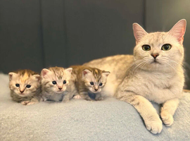 3 British short hair girls