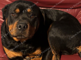 Male Rottweiler