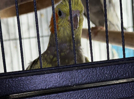 Cockatiels