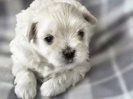 TINY KOREAN MALTIPOO PUPPIES