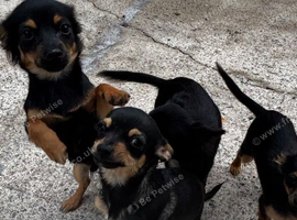 Pure bred chihuahua puppies
