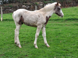 Beautiful Appaloosa Filly Foal