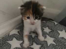 Kittens for sale