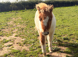 Miniature Shetland pony