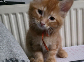 Ginger boy
