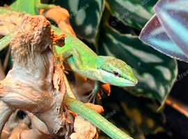Takydromus Dorsalis