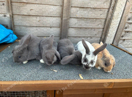 5 mini lop cross for sale READY FRIDAY