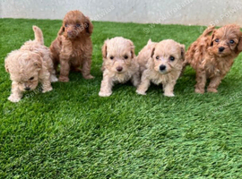 Beautiful Cockapoo Puppies Looking for Loving Homes