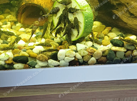 Baby bristlenose plecs