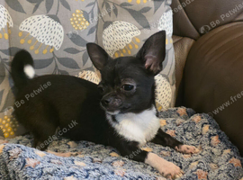 Chihuahuas for sale
