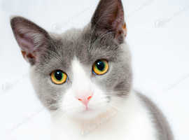 Offered  - Catsitting near Islington N1