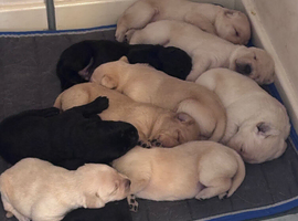 Labrador puppies for sale