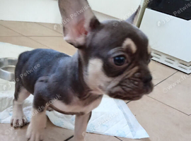 5 French bulldogs puppies *last boy left *