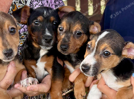Beautiful Jack Russell puppies