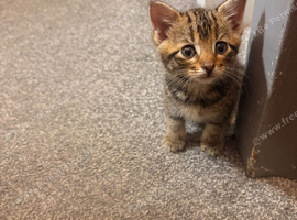 kitten ready now &pound;100 last one left