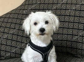 Maltese 5 months male