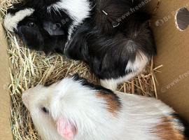 Guinea Pigs
