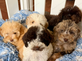 Gorgeous and unique minature poodles