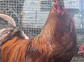 Selling chickens