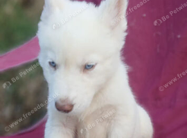 Siberian husky pups