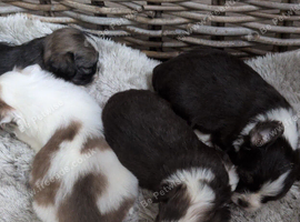 F1 maultipoo puppies