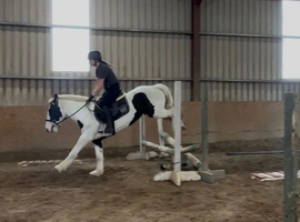 For Sale: 5-Year-Old Cob Mare &ndash; 14.2hh