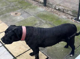 Cane corso bitch for sale