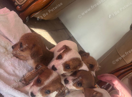 Jack Russell puppies