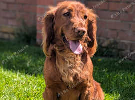 Welcome to "Copper" our red working cocker spaniel stud at stud