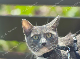 Cat 2 year female white grey beautiful