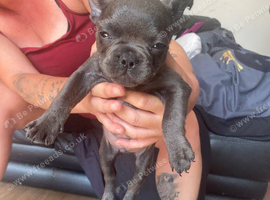 Male Blue French Bulldog