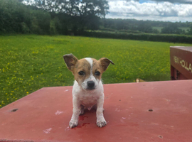 Beautiful little jackawawa dog last one