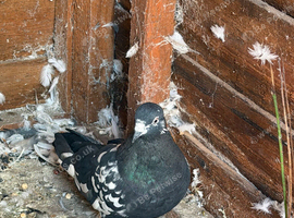 Pigeon