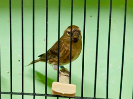 Normal Redpoll Cock