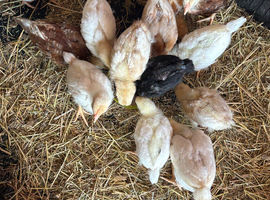 2 weeks old hybrid chicks