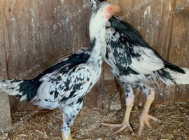 Pair of Shamo game birds