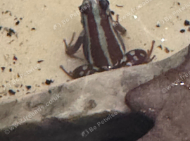 Santa Isobel (Pipedobates Anthonyi) for sale