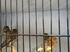 Gloster canary&rsquo;s
