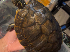 Stunning turtles
