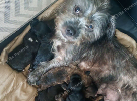 Jack-poo puppies