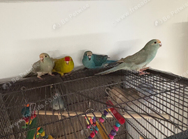 Kakariki baby&rsquo;s