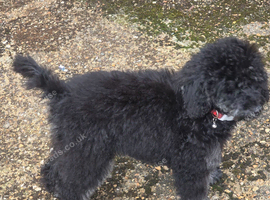 Miniature Poodle for rehoming
