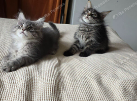 Maine coon kittens