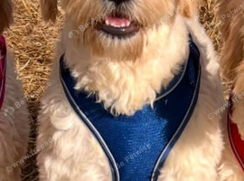 F1B Goldendoodles