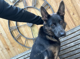 German shepherd female
